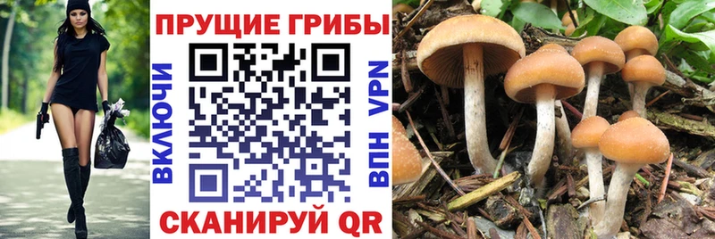 Галлюциногенные грибы GOLDEN TEACHER  Купить где  Райчихинск 